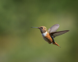 Fototapeta premium hummingbird in flight