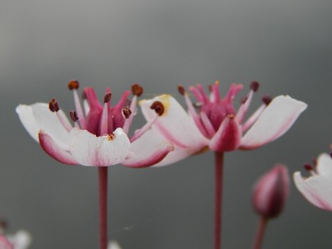Closeup shot of the pink Butomus (Butomaceae)