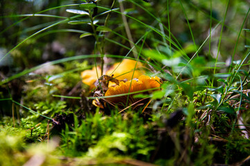 Close up of fresh golden chanterelles in moss wood dirt in forest vegetation. Group of yellow cap edible mushrooms growing among trees in Sweden. Nature scenery of autumn ground, outdoor nature