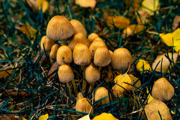 poisonous mushrooms in grass with blurred background