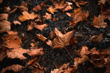 Dry leaves lie on the grass with soft blur