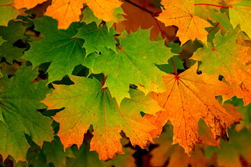 Beautiful autumn leaves in different colors
