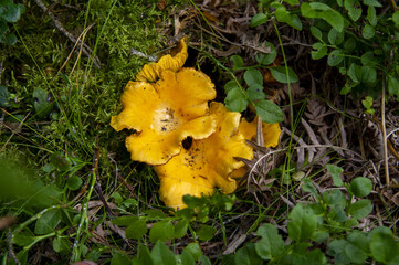 Close up of fresh golden chanterelles in moss wood dirt in forest vegetation. Group of yellow cap edible mushrooms growing among trees in Sweden. Nature scenery of autumn ground, outdoor nature