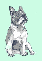 French bulldog watercolor