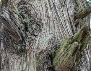 Tree bark with branches. Ribbed bark of a southern tree.