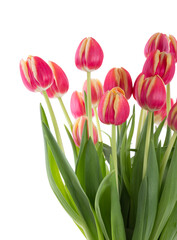 Bunch of red tulips on a white background