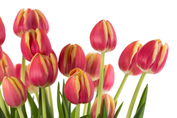 Bunch of red tulips on a white background
