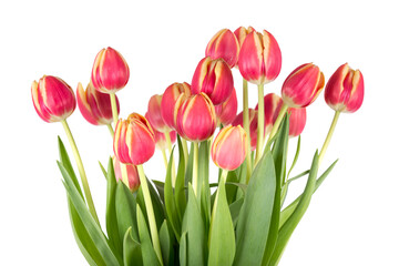 Bunch of red tulips on a white background - Powered by Adobe