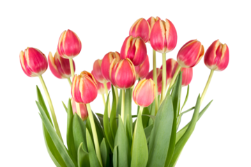 Bunch of red tulips on a white background