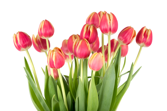 Bunch of red tulips on a white background