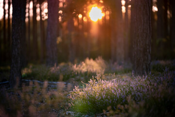 Kwitnące wrzosy w lesie oświetlone światłem wschodzącego słońca  - obrazy, fototapety, plakaty