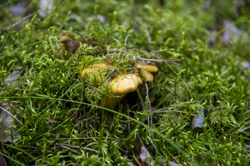 Close up of fresh golden chanterelles in moss wood dirt in forest vegetation. Group of yellow cap edible mushrooms growing among trees in Sweden. Nature scenery of autumn ground, outdoor nature