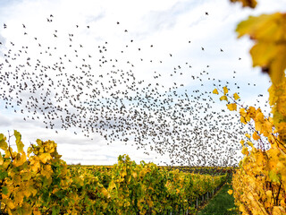 Starenschwärme, Vogelschwärme Weinberge