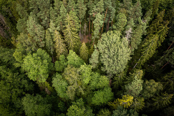 Drone aerial shot of green pine forests and spring birch groves with beautiful texture of golden treetops. Sunrise in springtime. Sun rays breaking through trees in mountains in golden time