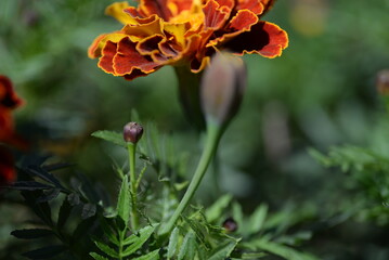 Obraz premium yellow-orange blackberry, marigolds close-up background, on a sunny day, blurred background, flower tagetes close-up on a green background on an autumn sunny day, orange marigold color, red flowers 