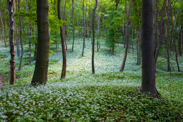 Spring blooming beech forest with beautiful white wild garlic, wild onions (Allium ursinum), garlic flower edible and healthy, Mecsek  middle mountains
