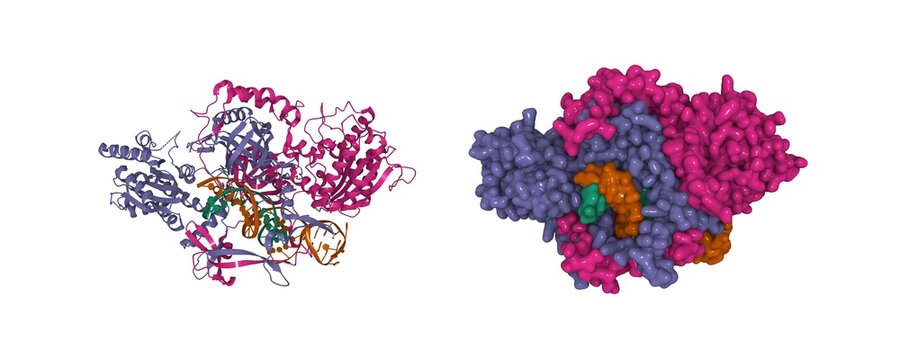 Structure of the Ku heterodimer bound to DNA. 3D cartoon and Gaussian surface models, entity id color scheme, PDB 1jey, white background