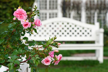 Pink roses in the garden on the background of a white bench