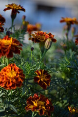 Fototapeta na wymiar yellow-orange blackberry, marigolds close-up background, on a sunny day, blurred background, flower tagetes close-up on a green background on an autumn sunny day, orange marigold color, red flowers 
