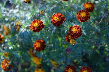 yellow-orange blackberry, marigolds close-up background, on a sunny day, blurred background, flower tagetes close-up on a green background on an autumn sunny day, orange marigold color, red flowers	
