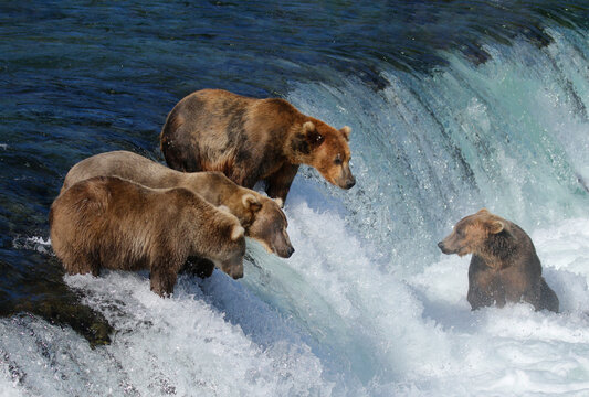 Grizzlies Bilder Durchsuchen 958 Archivfotos, und