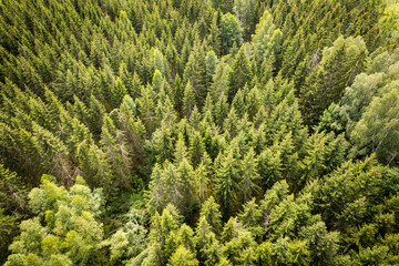 Obraz premium Drone aerial shot of green pine forests and spring birch groves with beautiful texture of golden treetops. Sunrise in springtime. Sun rays breaking through trees in mountains in golden time