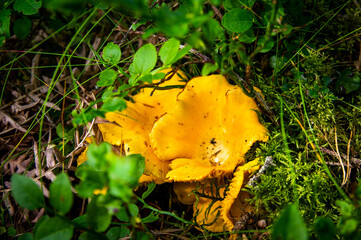 Close up of fresh golden chanterelles in moss wood dirt in forest vegetation. Group of yellow cap edible mushrooms growing among trees in Sweden. Nature scenery of autumn ground, outdoor nature