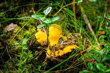 Close up of fresh golden chanterelles in moss wood dirt in forest vegetation. Group of yellow cap edible mushrooms growing among trees in Sweden. Nature scenery of autumn ground, outdoor nature