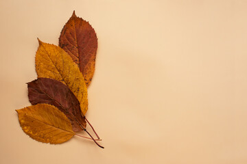 Dry autumn leafs on pastel background.Pastel background with negative space.