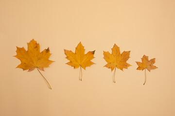 Photography from above of several dry maple leafs,autumn concept.