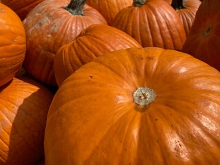 pile of pumpkins
