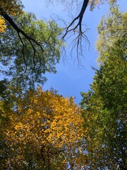 trees in autumn