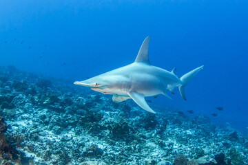 Great hammerhead shark