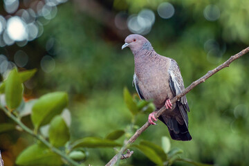 The Picazuro Pigeon also know as Asa Branca perched on branch. Big dove native to Brazil. Species Patagioenas Picazuro. Animal world. Birdwatching.