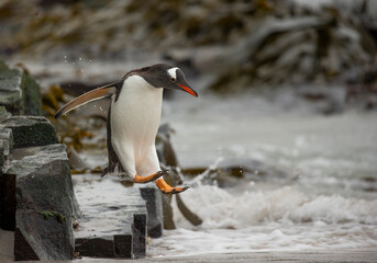 penguin on the rocks