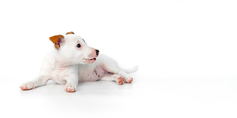 jack russell terrier puppy on a white background. banner. place for inscription