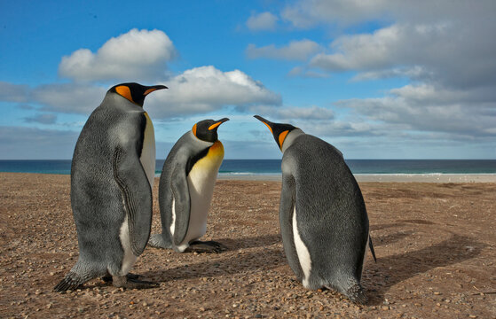 King Penguins Discussion