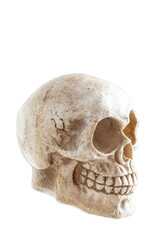human skull on a white background in profile isolate, vertical.