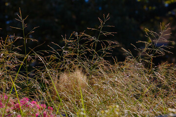 Meadow soddy , or Pike ( lat. Deschampsia cespitosa ) close up. Ornamental grasses and cereals in the herb garden