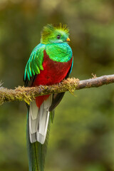 Resplendent Quetzal