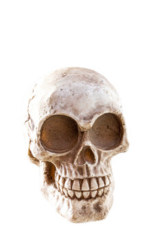 human skull on a white background in three quarters isolate, vertical.
