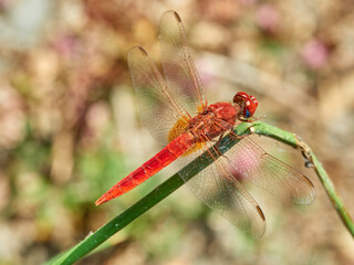 Scarlet darter dragonfly. Crocothemis erythraea     