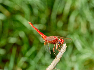 Scarlet darter dragonfly. Crocothemis erythraea     