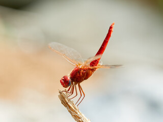 Scarlet darter dragonfly. Crocothemis erythraea     