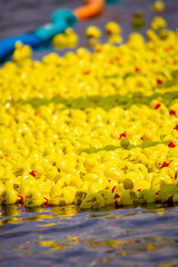 Rubber Duck Derby Race
