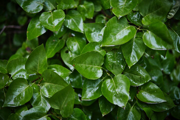 Texture of wet green leaves with water drops. Abstract natural background.