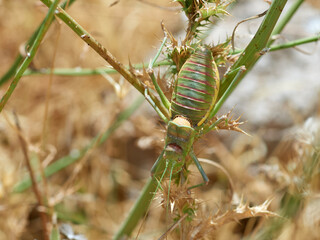 Armoured Ground Crickets. Genus Steropleurus   