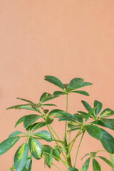 verigated leaves of Schefflera on a peach wall color background close-up. Indoor plants in a modern interior.