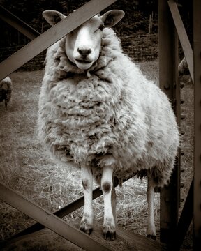 Black and white vertical shot of a sheep in a cage