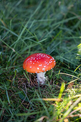 fly agaric mushroom